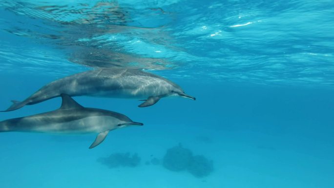两只海豚海洋公园珊瑚礁水下潜水