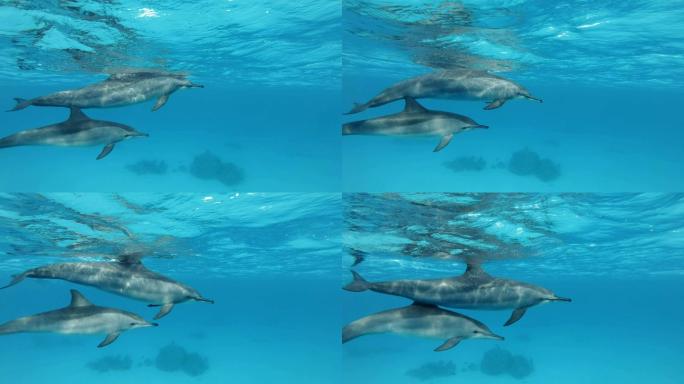 两只海豚海洋公园珊瑚礁水下潜水