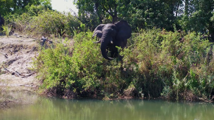 大象在水边