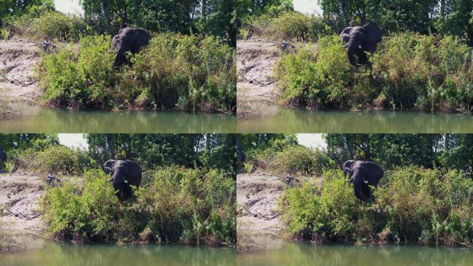 大象在水边