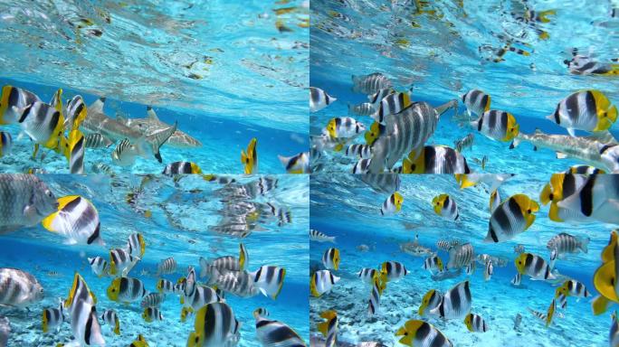 热带鱼大海深海水族馆鱼类鱼群