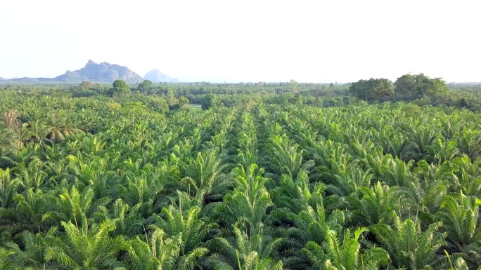 泰国攀牙省油棕榈种植园鸟瞰图