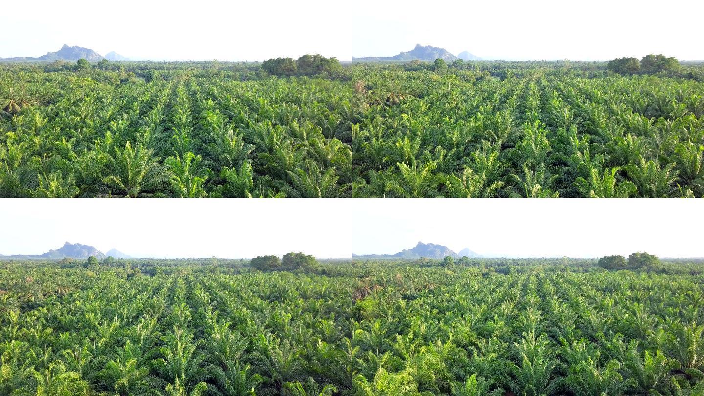 泰国攀牙省油棕榈种植园鸟瞰图