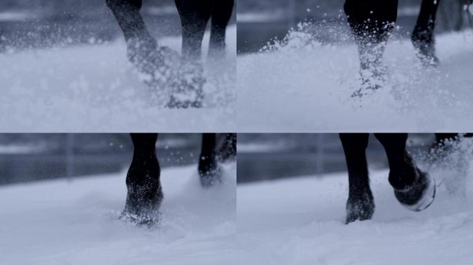 马在雪中行走的细节