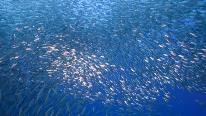 鱼群海底世界海洋生物三亚潜水深海热带鱼群
