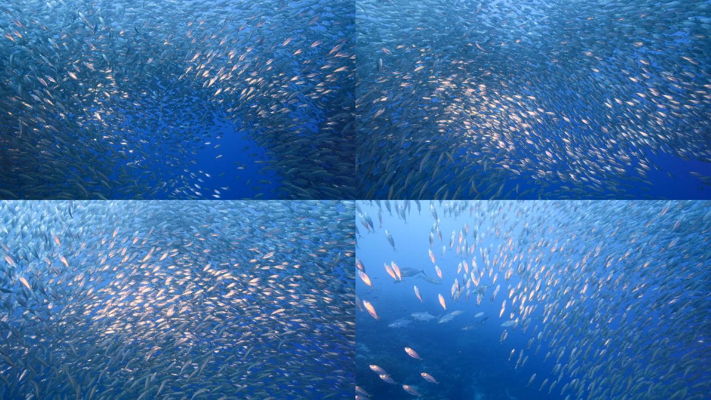 鱼群海底世界海洋生物三亚潜水深海热带鱼群