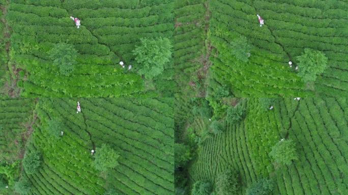 正在采茶的工人们现代农业绿色生态农民三农