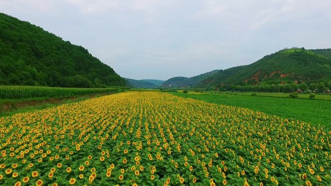 航拍油葵园