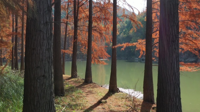 湖北京山红杉林