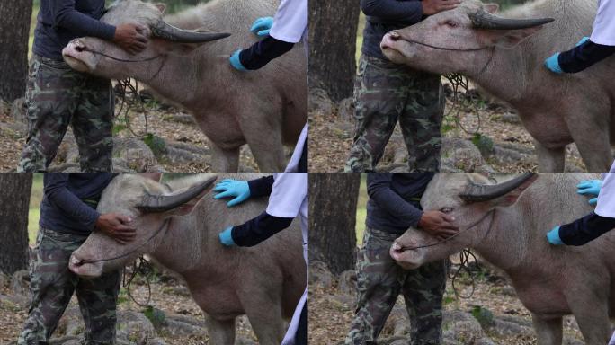 兽医用注射器和针头从家养水牛身上采集血样
