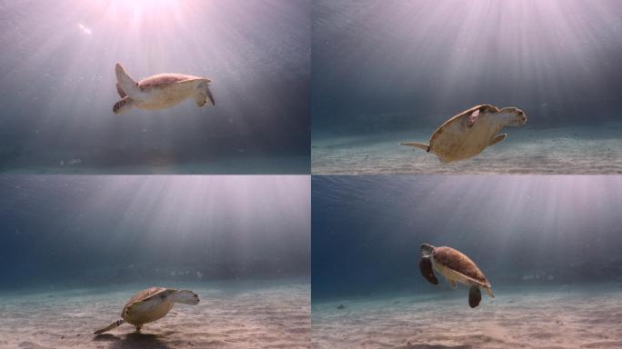 绿海龟海底世界海洋生物三亚潜水深海热带鱼