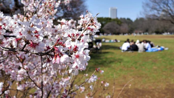 日本的春天樱花樱花花园