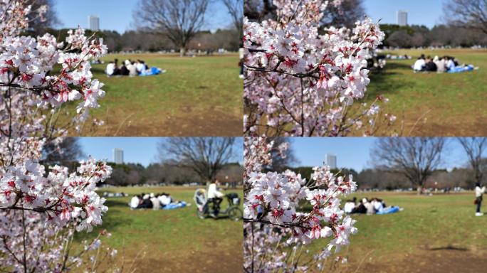 日本的春天樱花樱花花园