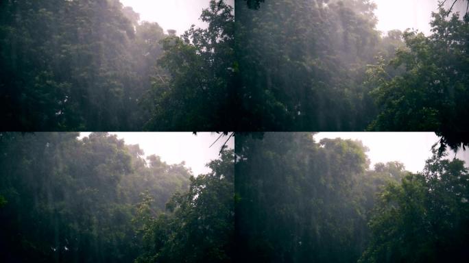 热带倾盆大雨狂风大风树林下雨水灾