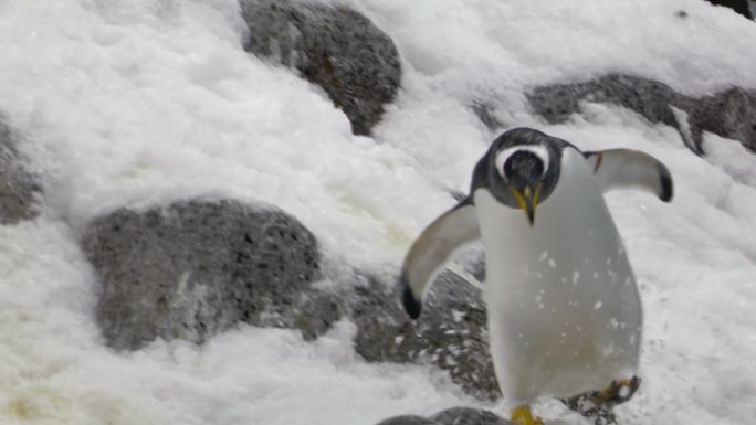 企鹅王南极基地冰天雪地可爱