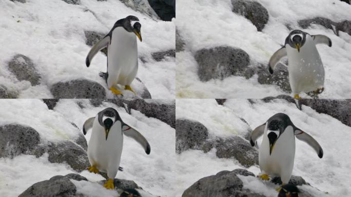 企鹅王南极基地冰天雪地可爱