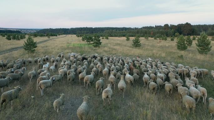 一群羊穿过牧场的鸟瞰图
