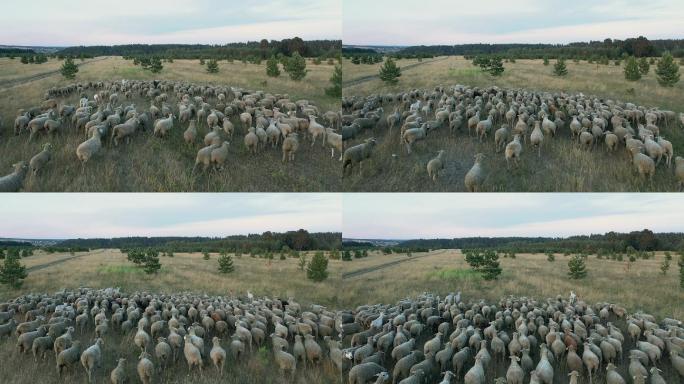 一群羊穿过牧场的鸟瞰图