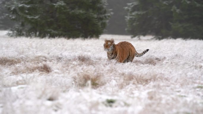 西伯利亚虎以慢动作追逐猎物。