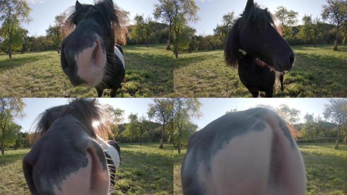 好奇的小马嗅着照相机