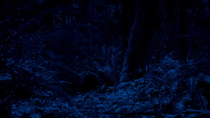 深夜森林里地面上移动的追踪镜头