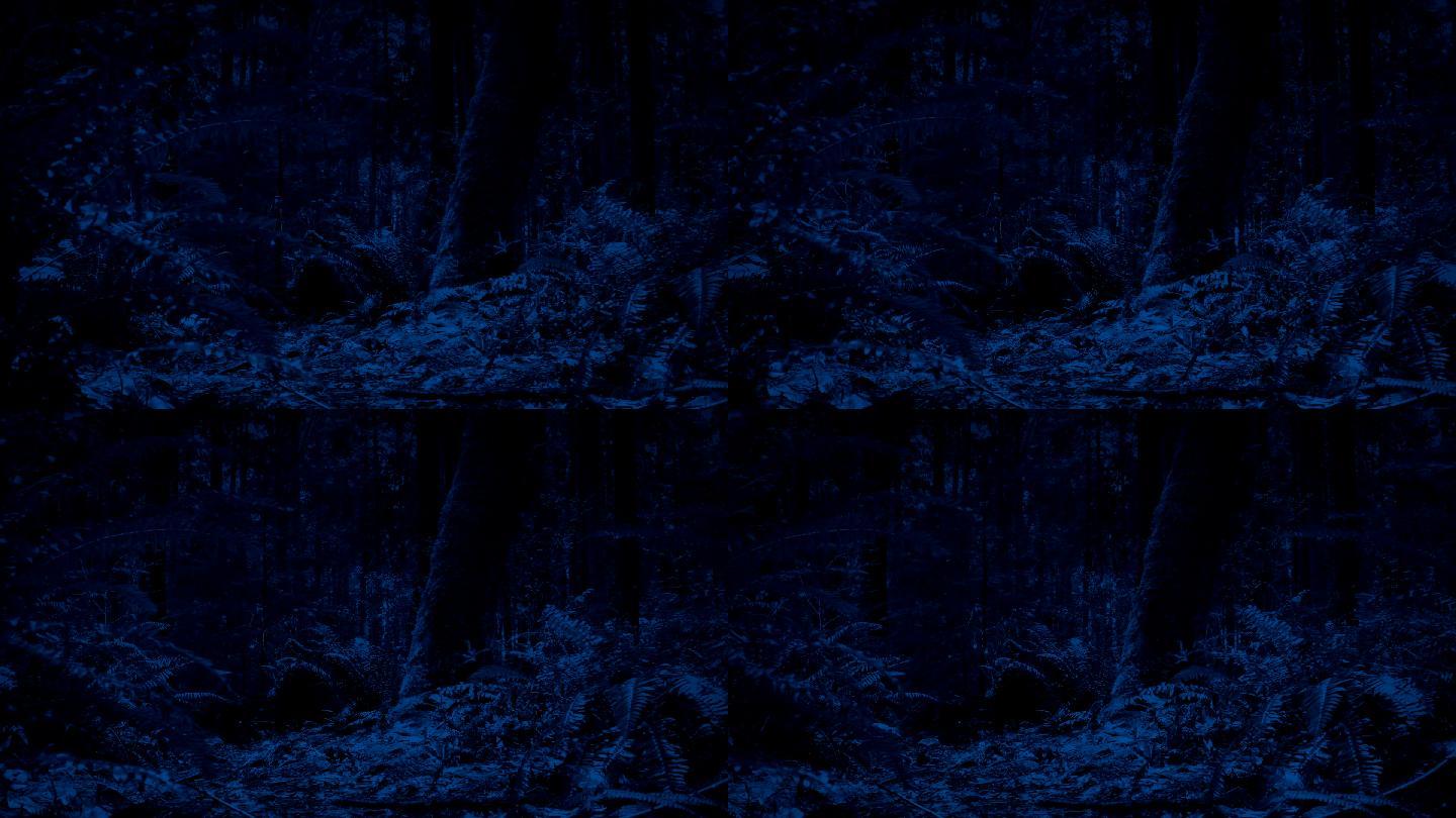 深夜森林里地面上移动的追踪镜头