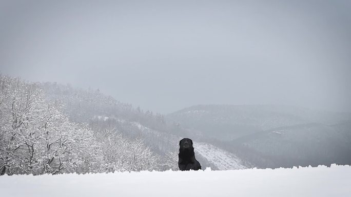 猎犬训练冬天雪地黑狗奔跑