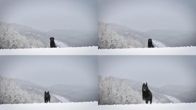 猎犬训练冬天雪地黑狗奔跑