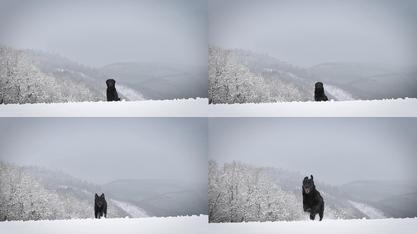 猎犬训练冬天雪地黑狗奔跑