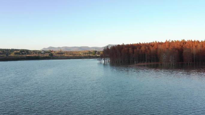 湖北京山红杉林