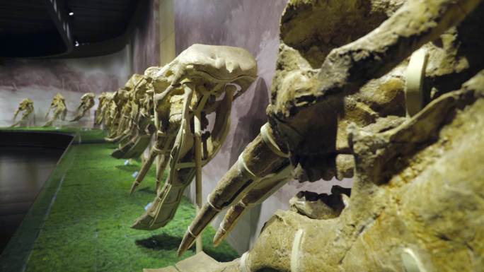 15-古生物化石 铲齿象化石群
