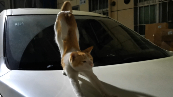在车顶上伸懒腰的猫儿