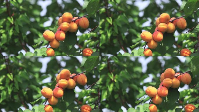 树枝上有多汁的杏子
