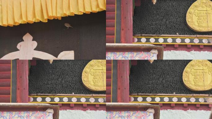 藏传佛教寺庙麻雀小鸟