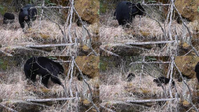 加拿大落基山脉的黑熊