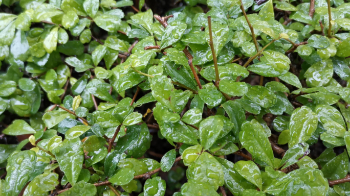 下雨天绿植雨滴在绿植上