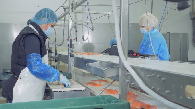 工厂的工作人员正在清理鳟鱼片