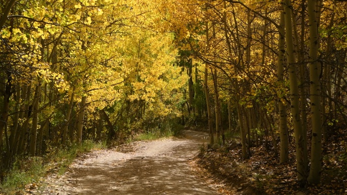 阳光下的小道林间景色枫叶飘落金黄色景观