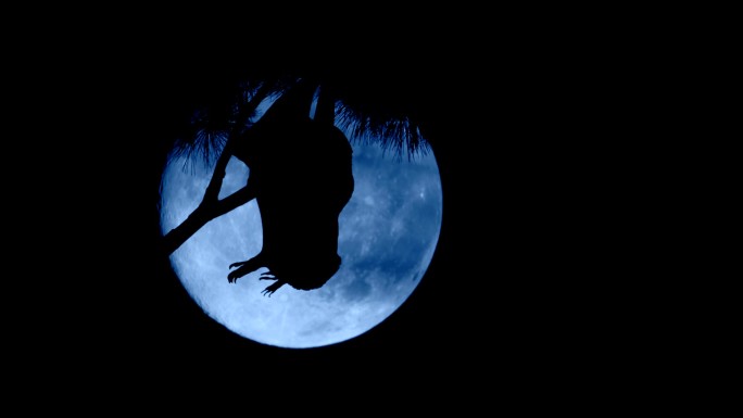 蝙蝠夜间动物蝙蝠月亮