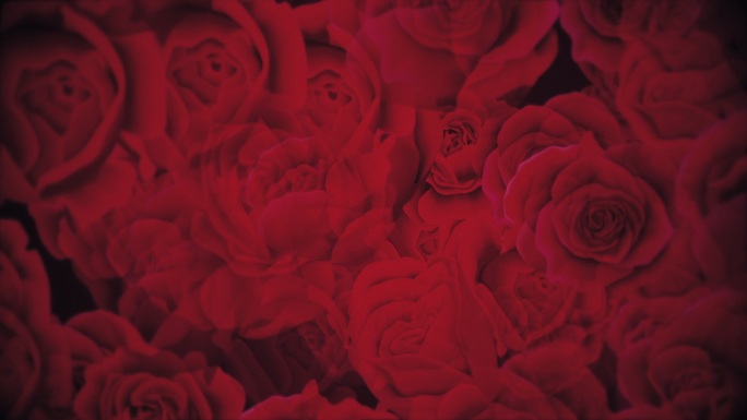红玫瑰背景高清视频素材