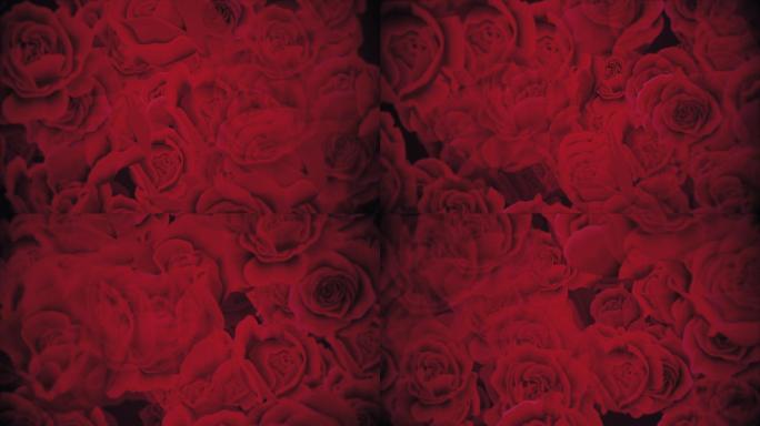 红玫瑰背景高清视频素材