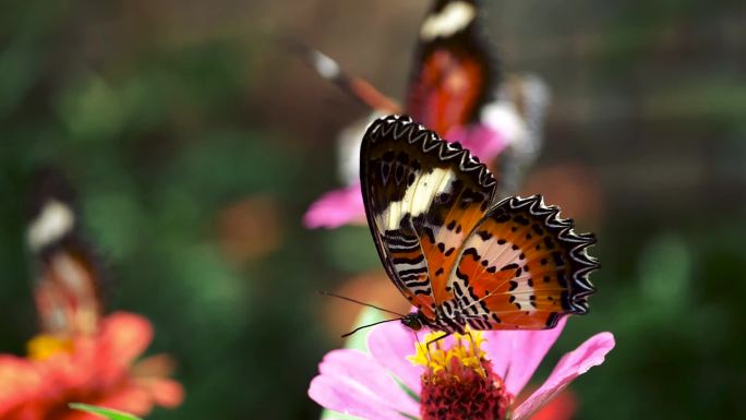 蝴蝶坐在花上吮吸花朵上的露水。