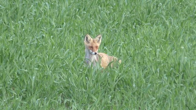 狐狸穿过绿色的田野