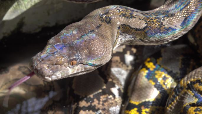 南亚的网状蟒蛇蟒蛇近距离蛇视频素材毒蛇特