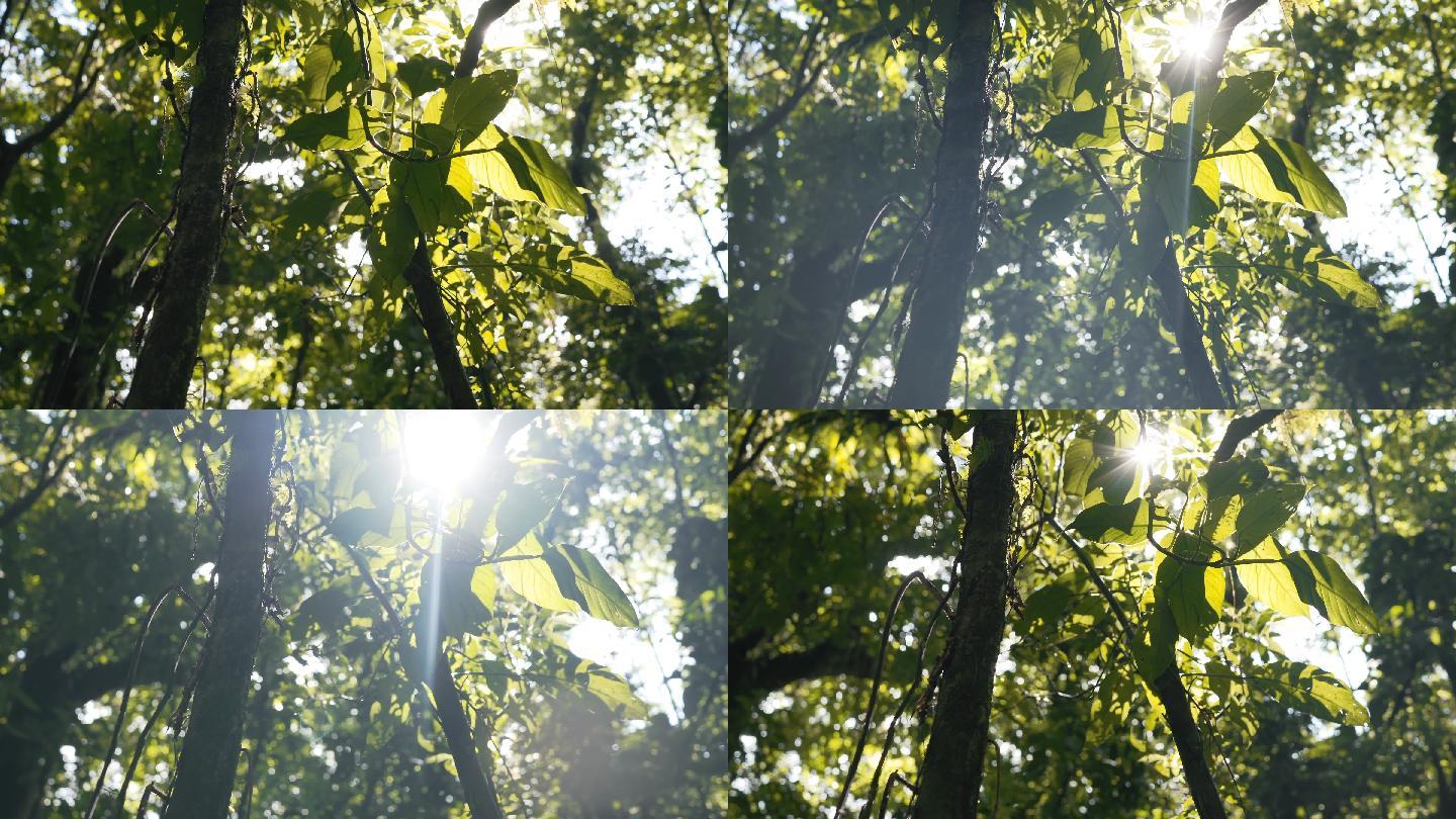热带雨林午后阳光仰拍逆光生态
