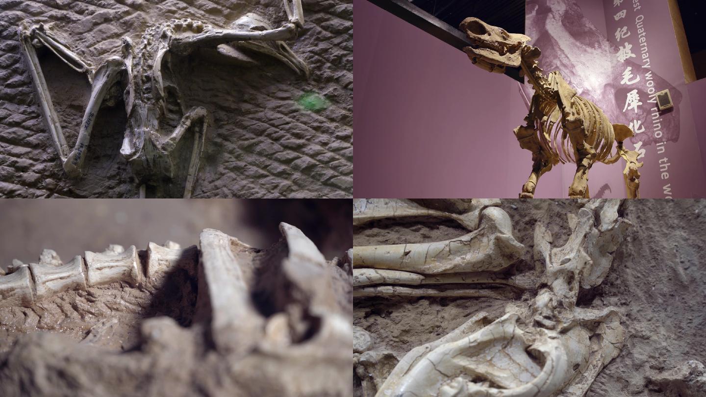 16-古生物化石