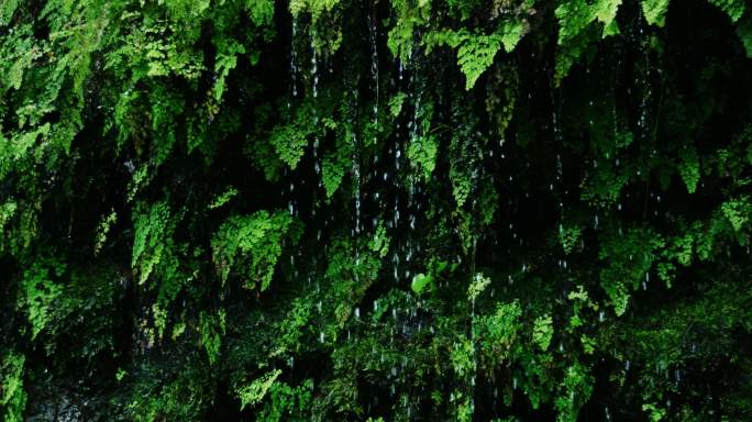 雨滴从丛林中茂盛的绿色蕨类植物上落下