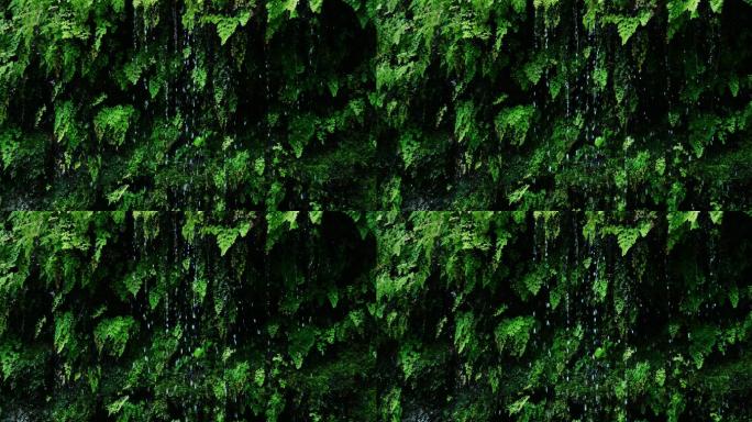 雨滴从丛林中茂盛的绿色蕨类植物上落下