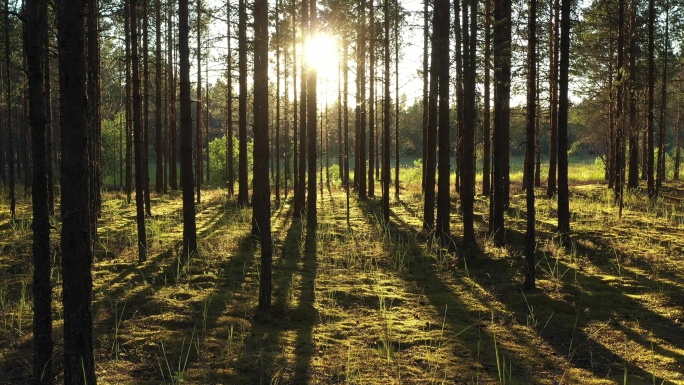 阳光下的松林唯美阳光森林树叶逆光竹林柳树