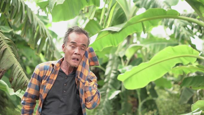 香蕉农场的亚洲老农因